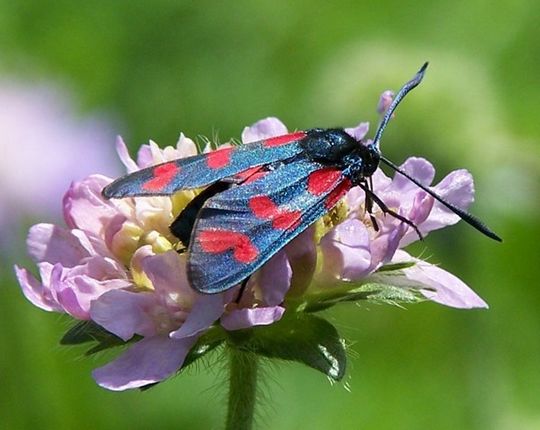 Zygaena filipendulae