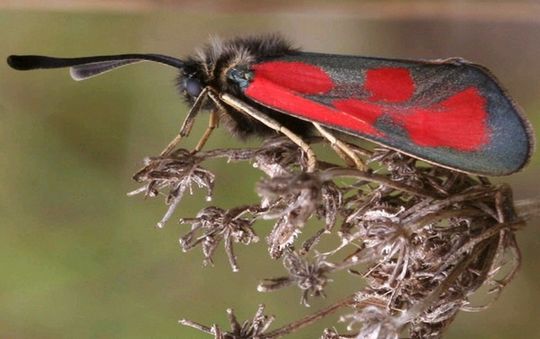 Zygaena loti