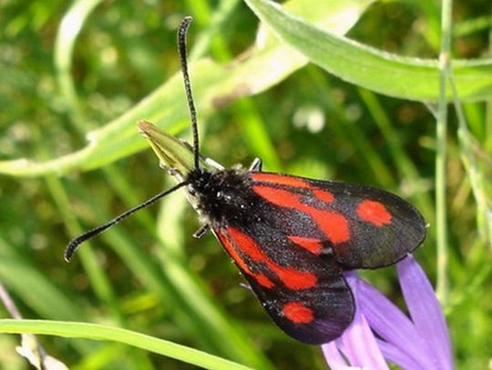 Zygaena romeo