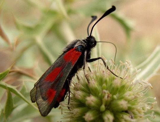 Zygaena sarpedon