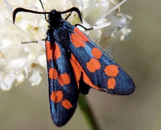 Zygaena transalpina