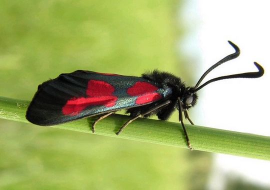 Zygaena trifolii