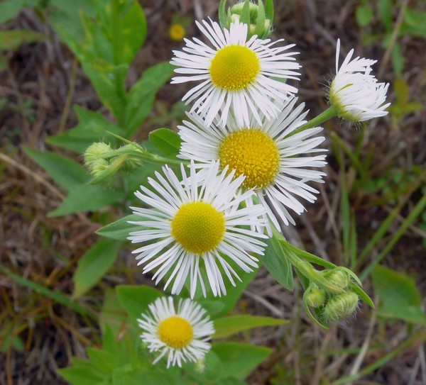 Erigeron_annuus