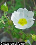 Cistus salvifolius