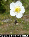 Helianthemum apenninum