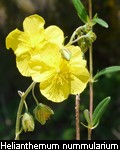 Helianthemum nummularium