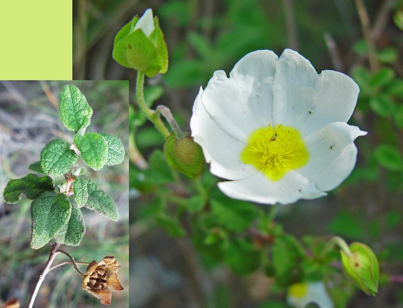 Cistus salviifolius