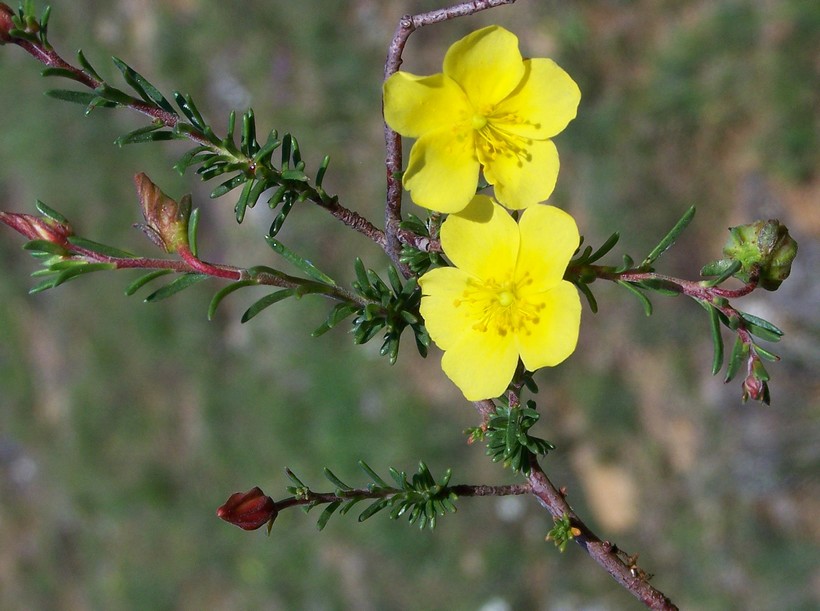 Fumana procumbens