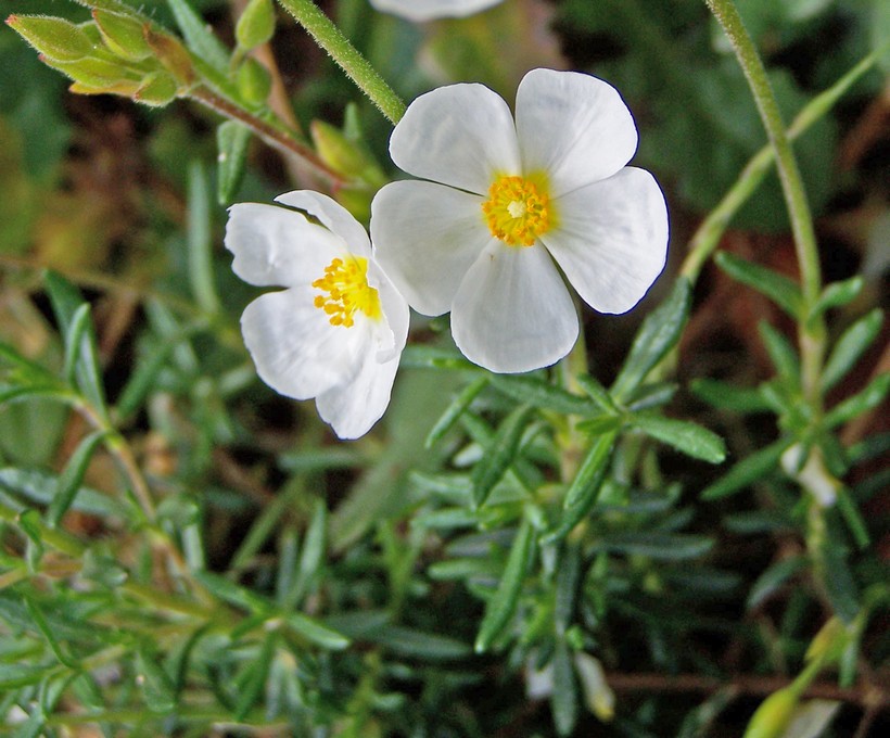 Halimium umbellatum