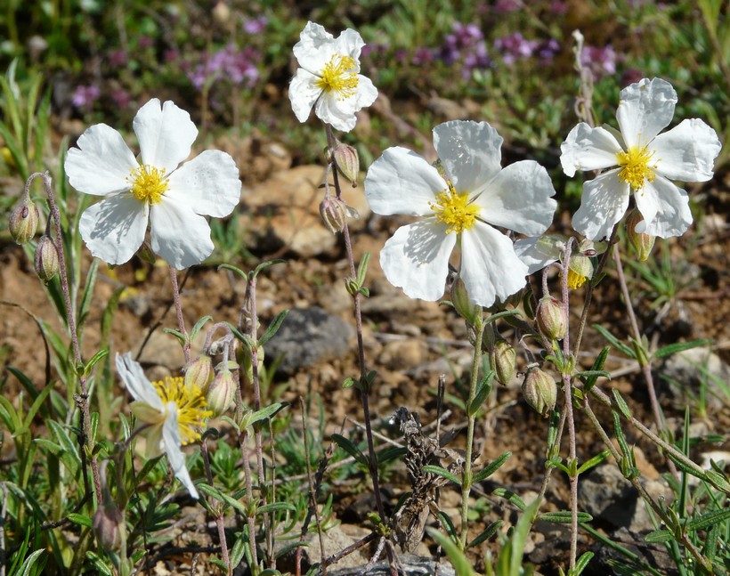 Helianthemum apenninum