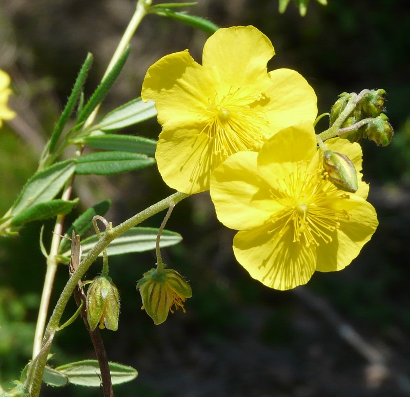 Helianthemum nummularium