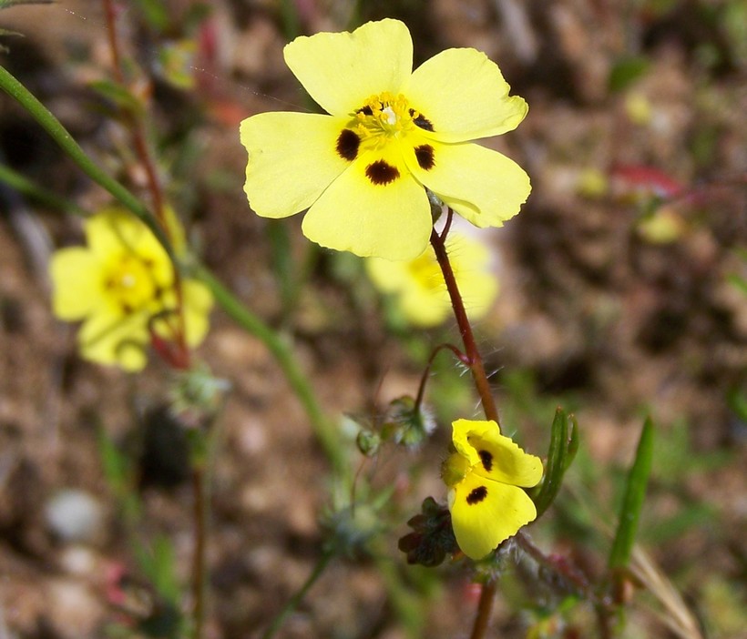 Xolantha guttata