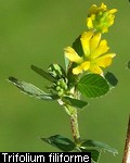 Trifolium filiforme