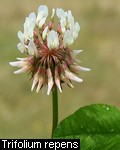 Trifolium repens