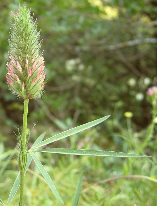 Trifolium angustifolium