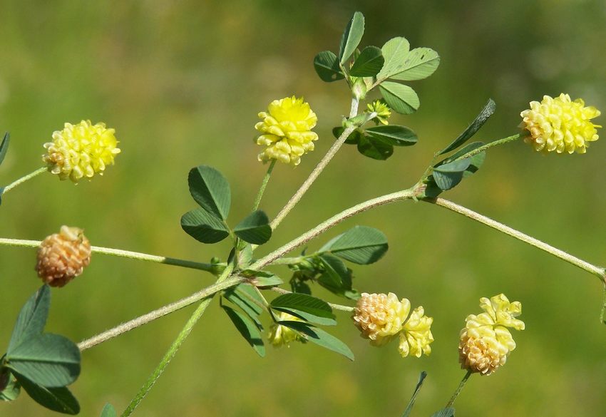 Trifolium campestre