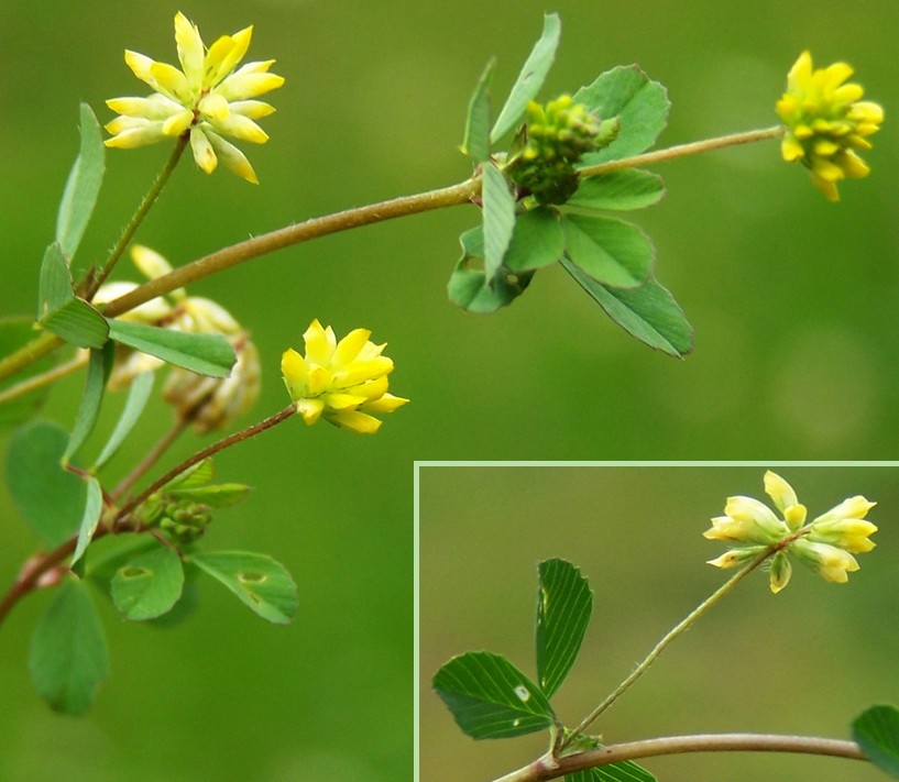 Trifolium dubium