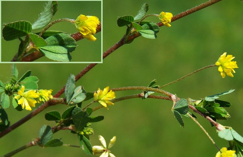 Trifolium filiforme