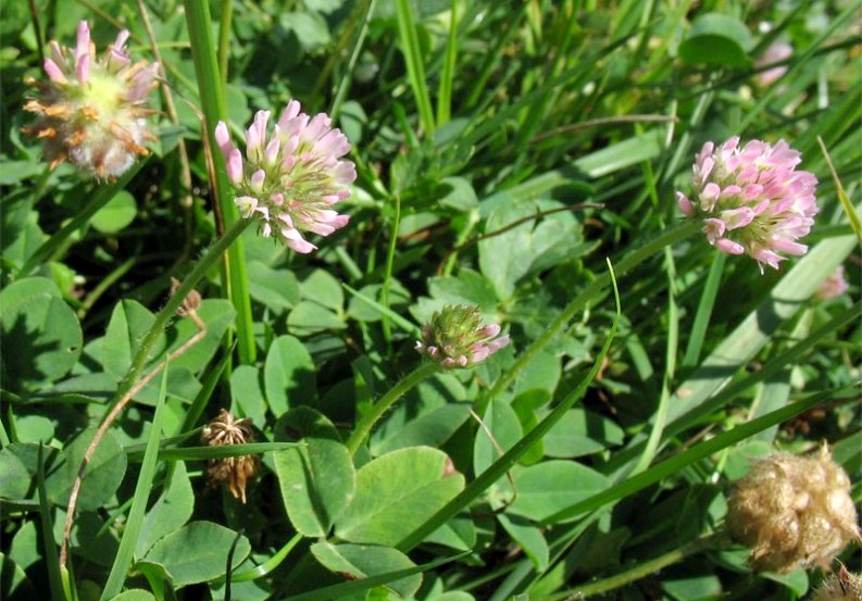 Trifolium fragiferum