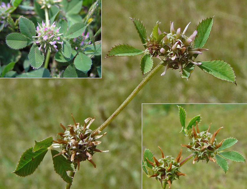 Trifolium glomeratum