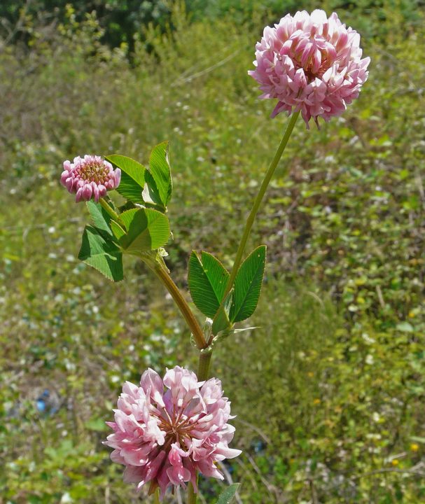 Trifolium hybridum