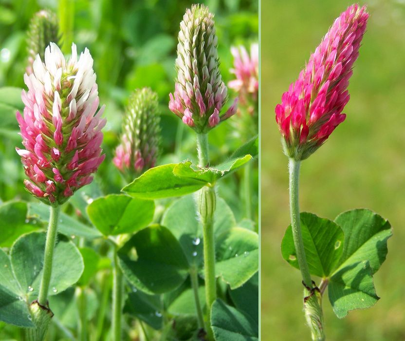 Trifolium incarnatum