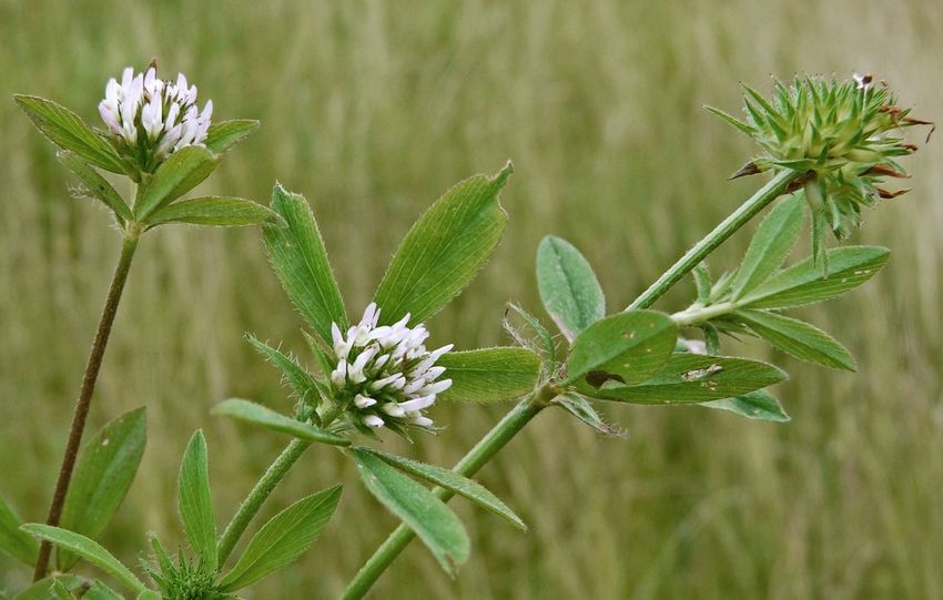 Trifolium maritimum