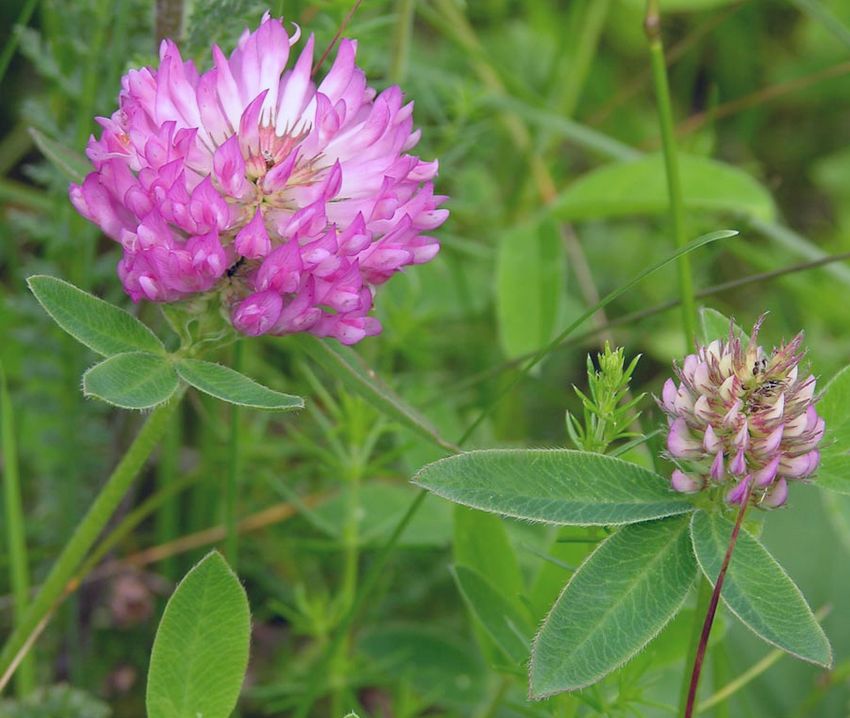 Trifolium medium