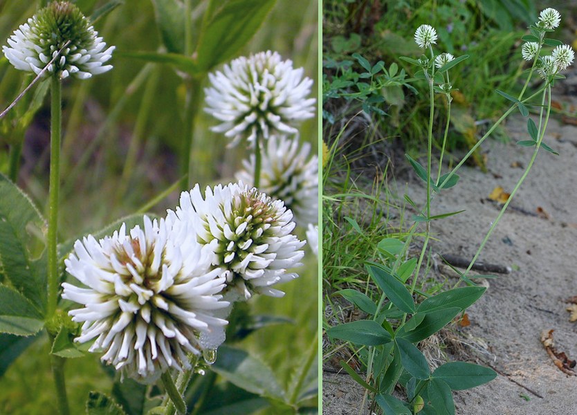 Trifolium montanum