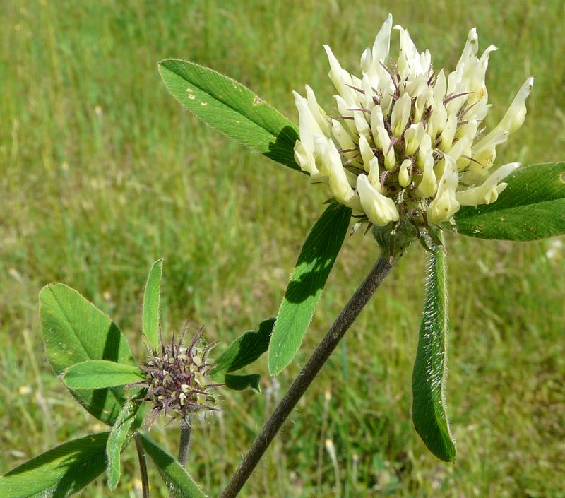 Trifolium ochroleucon