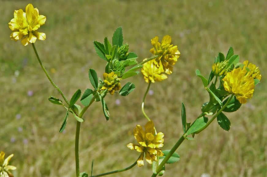 Trifolium patens