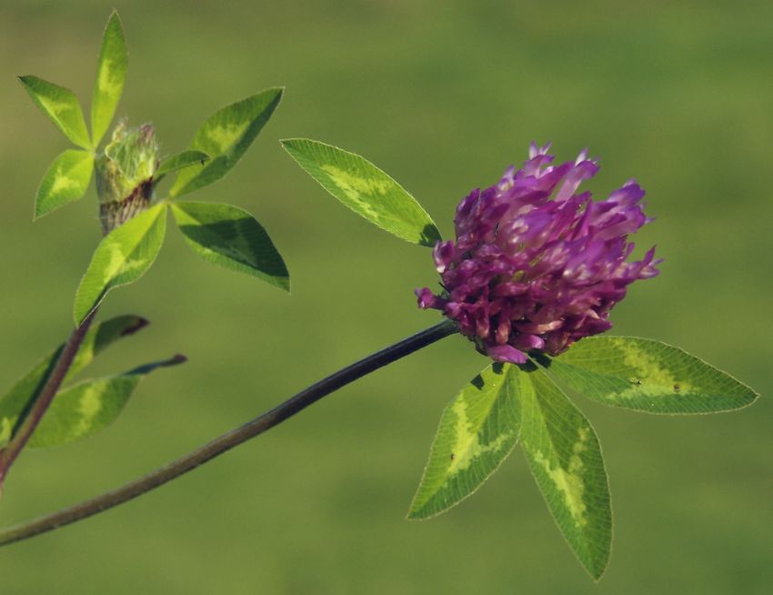 Trifolium pratense