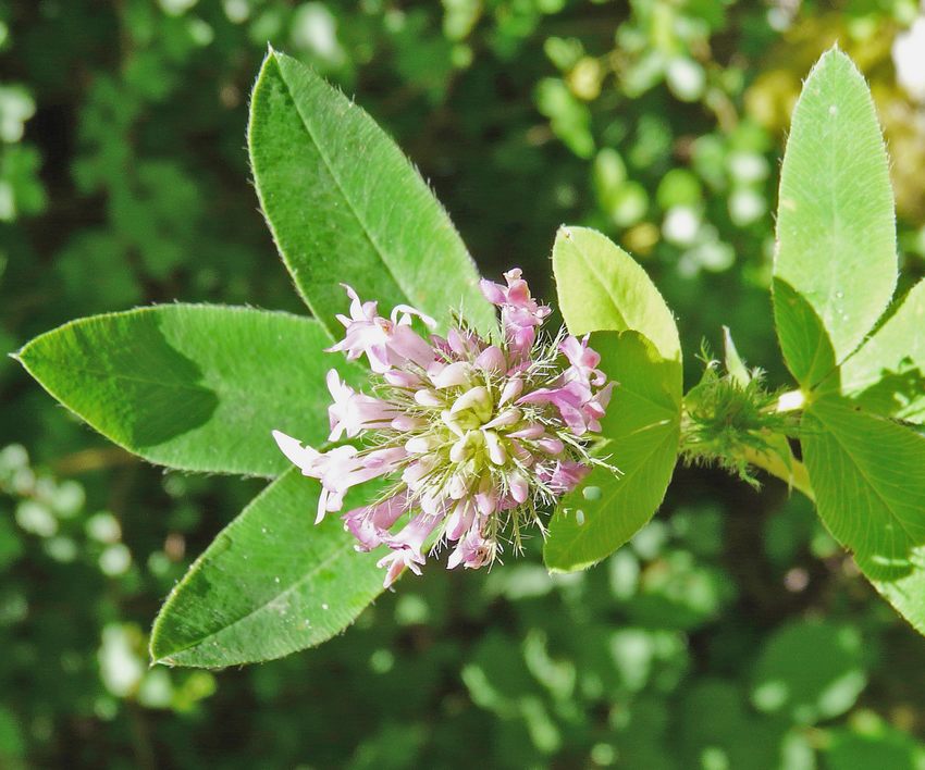 Trifolium rubens