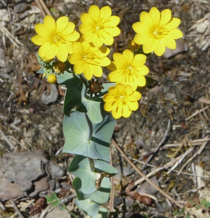 Blackstonia perfoliata