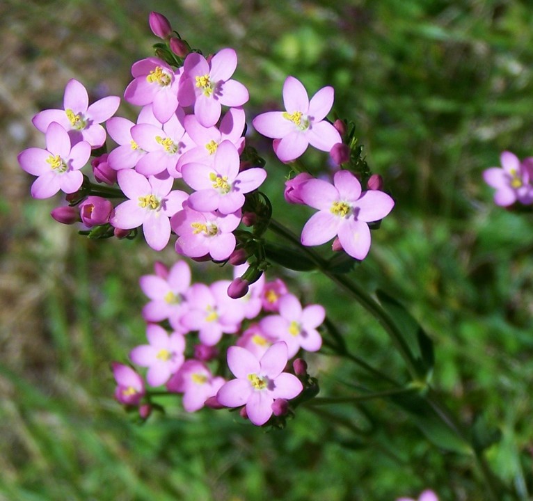 Centaurium erythraea