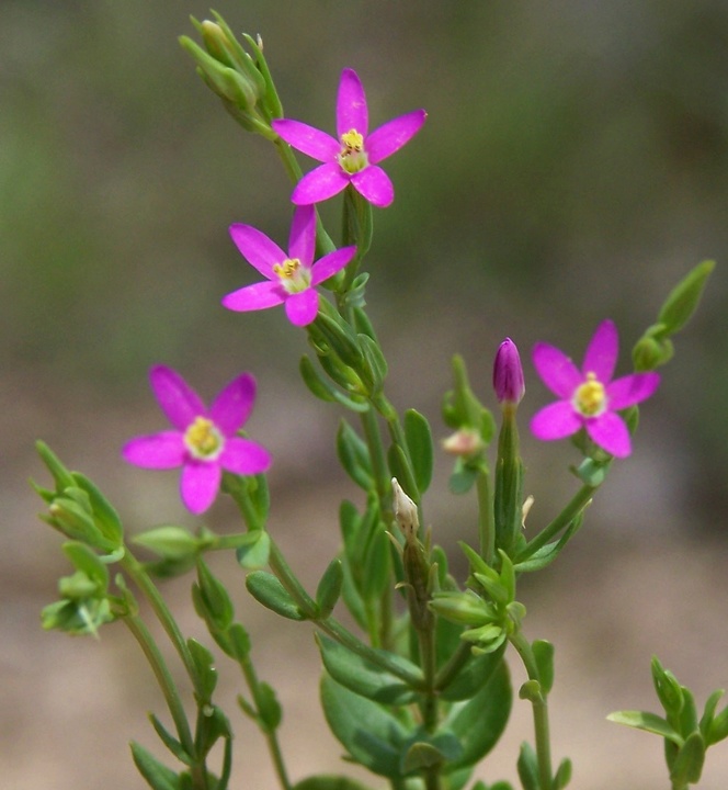 Centaurium pulchellum