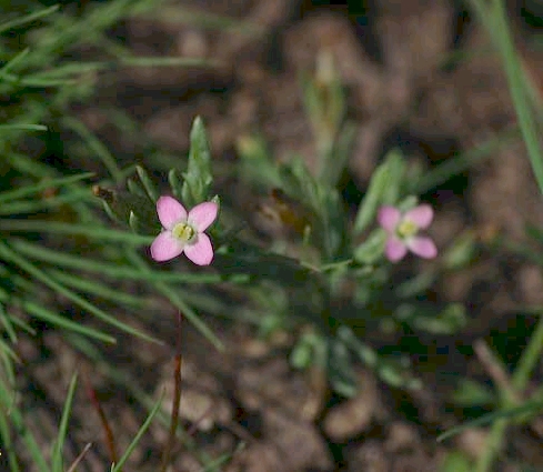 Exaculum pusillum