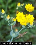 Blackstonia perfoliata