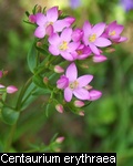 Centaurium erythraea