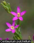 Centaurium pulchellum.