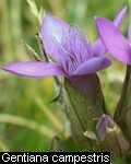 Gentiana campestris