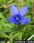 Gentiana ciliata