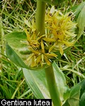 Gentiana lutea