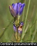 Gentiana pneumonanthe