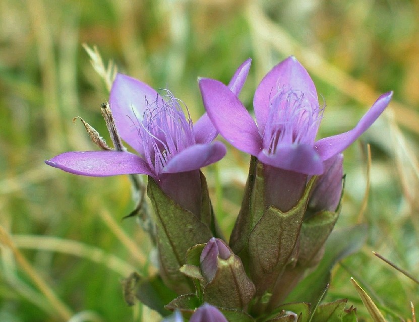 Gentianella campestris