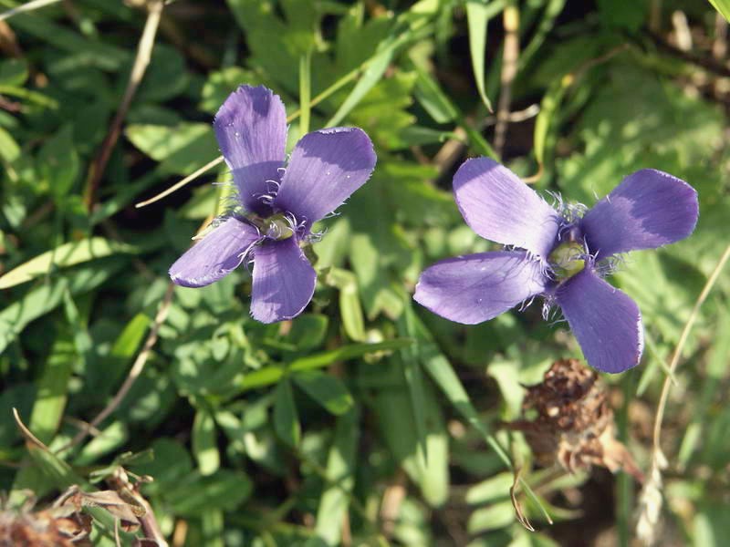 Gentianella ciliata