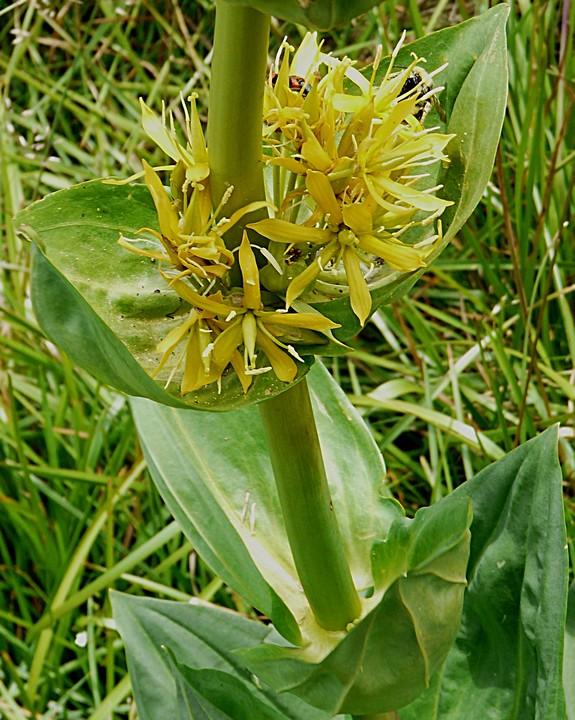 Gentiana lutea