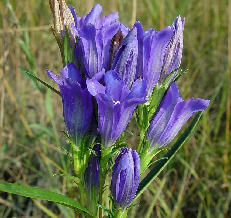 Gentiana pneumonanthe