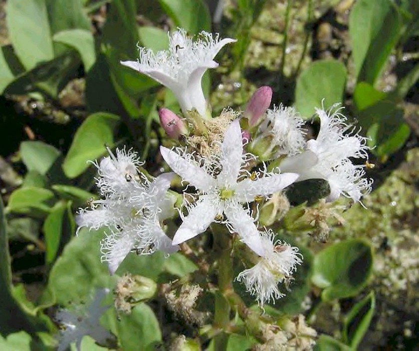 Menyanthes trifoliata