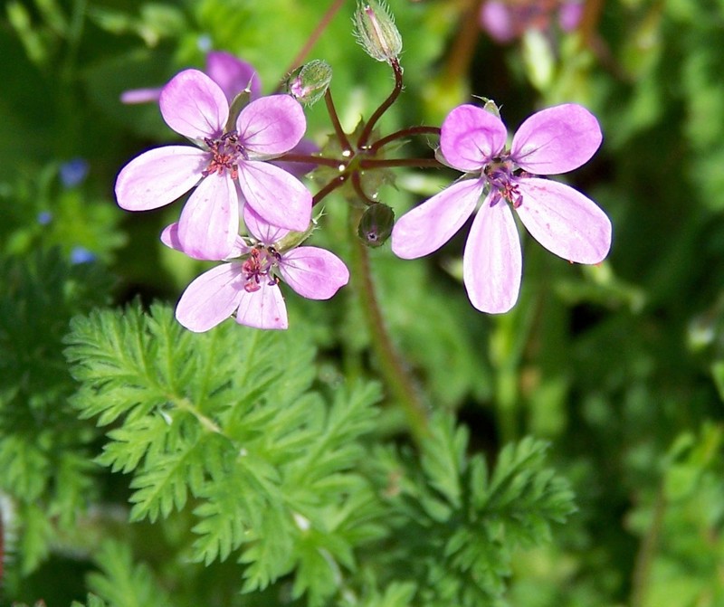 Erodium cicutarium